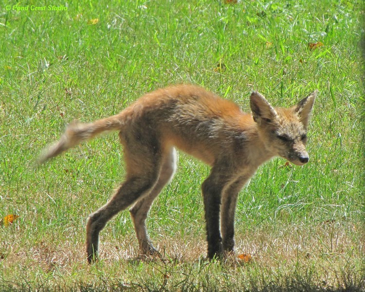 PONDCREST STUDIO Photo Gallery 11 - WILDLIFE